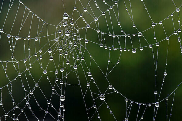 Gossamer thread online
